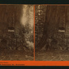 Big Tree, Empire State. Mammoth Trees of Calaveras Co., California.