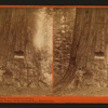 Big Tree, Empire State, circumference 84 feet. Mammoth Trees of Calaveras Co., California.