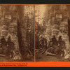 Mother of the Forest, Circumference 78 feet bark off. Mammoth Trees of Calaveras Co., California.