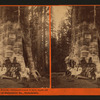Mother of the Forest, Circumference 78 feet bark off. Mammoth Trees of Calaveras Co., California.