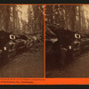 Entrance to the Horseback Ride in the Father of the Forest. Mammoth Trees of Calaveras Co., California.