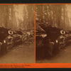 Entrance to Horseback Ride in the Father of the Forest. Mammoth Trees of Calaveras Co., California.