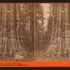 Big Tree A. Lincoln, 320 feet high, Mmammoth trees of Calaveras Co., California.
