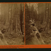 Fallen Tree, Father of the Forest, circumference 112 ft. at base. Mammoth trees of Calaveras Co., California.
