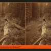 Fallen Tree, Father of the Forest, circumference 112 ft. Mammoth trees of Calaveras Co., California.