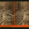 Fallen Tree, Father of the Forest, circumference 112 ft. Mammoth trees of Calaveras Co., California.