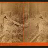 Fallen Tree, Father of the Forest, circumference 112 ft. at base. Mammoth trees of Calaveras Co., California.