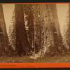 Old Dominion and Uncle Tom's Cabin. Mammoth Trees of Calaveras Co., California.