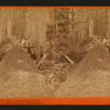 One of the falen Big Trees, circumference 97 feet, Mammoth Trees of Calaveras Co., California.