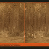 Party of Tourists at the Big Tree Grove, Mammoth Trees of Calaveras Co., California.