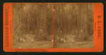 Party of Tourists at the Big Tree Grove, Mammoth Trees of Calaveras Co., California.