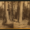 Two Sentinels, 312 ft. high, 69 ft. in in circumference. Mammoth Tree Grove, Calaveras County, California.
