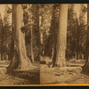 Two Sentinels, 312 ft. high, 69 ft. in in circumference. Mammoth Tree Grove, Calaveras County, California.