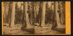 Two Sentinels, 312 ft. high, 69 ft. in in circumference. Mammoth Tree Grove, Calaveras County, California.
