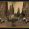 The Sentinel, 300 ft. high, 69 ft. in circumference. Calaveras Grove,.