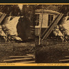 Sawing section of the Original, 75 [ft.] cir. California, Mammoth Grove.