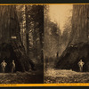 Pioneer's Cabin, 318 ft. high, 75 ft. cir. California, - Mammoth Grove.