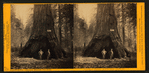 Pioneer's Cabin, 318 ft. high, 75 ft. cir. California, - Mammoth Grove.