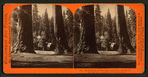 The Sentinels, 315 feet high, near view - Section of the Big Tree and House over the Stump.