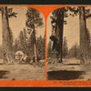 The Sentinels, 315 feet high, near view - Section of the Big Tree and House over the Stump.