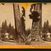Section of the Big Tree, 30 feet in diameter, and House over the Stump, from the Sentinels.