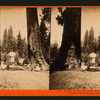 Section of the Big Tree, 30 feet in diameter, and House over the Stump, from the Sentinels.