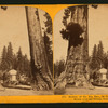 Section of the Big Tree, 30 feet in diameter, and House over the Stump, from the Sentinels.