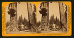 Section of the Big Tree, 30 feet in diameter, and House over the Stump, from the Sentinels.