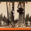 Section of the Big Tree, 30 feet in diameter, and House over the Stump, from the Sentinels.