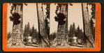 Section of the Big Tree, 30 feet in diameter, and House over the Stump, from the Sentinels.