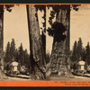 Section of the Big Tree, 30 feet in diameter, and House over the Stump, from the Sentinels.