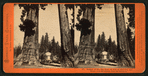 Section of the Big Tree, 30 feet in diameter, and House over the Stump, from the Sentinels.