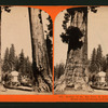 Section of the Big Tree, 30 feet in diameter, and House over the Stump, from the Sentinels.
