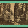 Section of the Big Tree, California, showing the auger-holes made in felling.