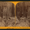 Fallen Tree Hercules, 325 ft. long, 97 ft. circumference : from a point 250 ft. from base, Calaveras Co.