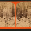 Fallen Tree Hercules, 325 ft. long, 97 ft. circumference : from a point 250 ft. from base, Calaveras County.