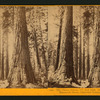 The Three Graces, 272 feet high, circumference 32 feet, Mammoth Grove, Calaveras County.