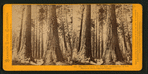 The Three Graces, 272 feet high, circumference 32 feet, Mammoth Grove, Calaveras County.