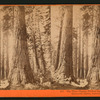 The Three Graces, 272 feet high, circumference 32 feet, Mammoth Grove, Calaveras County.