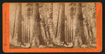 The Three Graces, 272 feet high, circumference 32 feet, Mammoth Grove, Calaveras County.