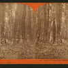 Group of Trees in the Mammoth Grove.