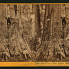Big Tree - Wm. Cullen Bryant, near view. Calaveras Group.
