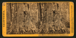 Big Tree - Wm. Cullen Bryant, near view. Calaveras Group.