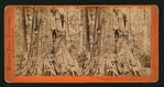 Big Tree - Wm. Cullen Bryant, 305 ft. high, 45 ft. in circumference: near view, Calaveras County.