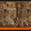 Big Tree - Wm. Cullen Bryant, 305 ft. high, 45 ft. in circumference: near view, Calaveras County.