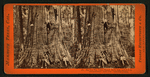 Big Tree - Wm. Cullen Bryant, 305 ft. high, 45 ft. in circumference: near view, Calaveras County.