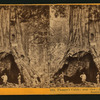 Pioneer's Cabin, near view, diameter 32 ft. Mammoth Grove, Calaveras County.