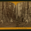 Pioneer's Cabin, near view, diameter 32 ft. Mammoth Grove, Calaveras County