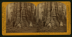 Pioneer's Cabin, near view, diameter 32 ft. Mammoth Grove, Calaveras County