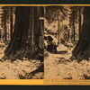 Father of the Forest, and James King of Wm. Mammoth Grove, Calaveras County.